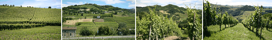 vigneti