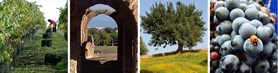 vigneti